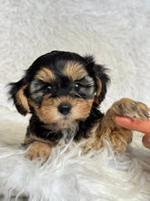 Load image into Gallery viewer, Mocha Female Toy Morkie