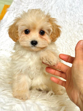 Load image into Gallery viewer, Waffles Female Toy Maltipoo