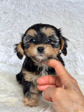 Load image into Gallery viewer, Mocha Female Toy Morkie