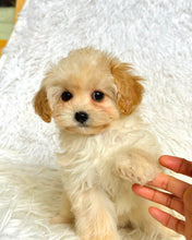 Load image into Gallery viewer, Waffles Female Toy Maltipoo