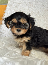 Load image into Gallery viewer, Mocha Female Toy Morkie