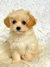 Load image into Gallery viewer, Waffles Female Toy Maltipoo