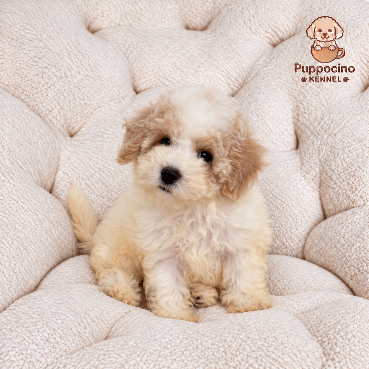 Pixie Female Toy Bichonpoo