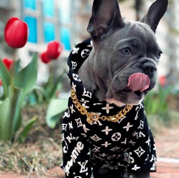 Supreme dog hoodies top
