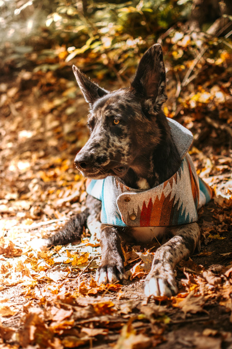 Mexican Blanket Cape Jacket – Puppocino