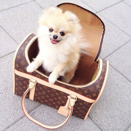 Louis Pet Carrier 40