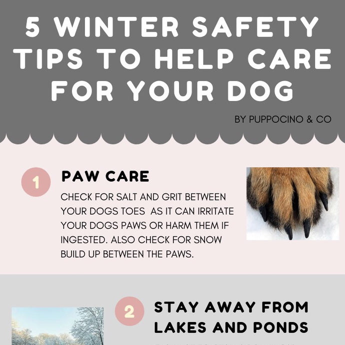 5 WINTER SAFETY TIPS TO HELP CARE FOR YOUR DOG