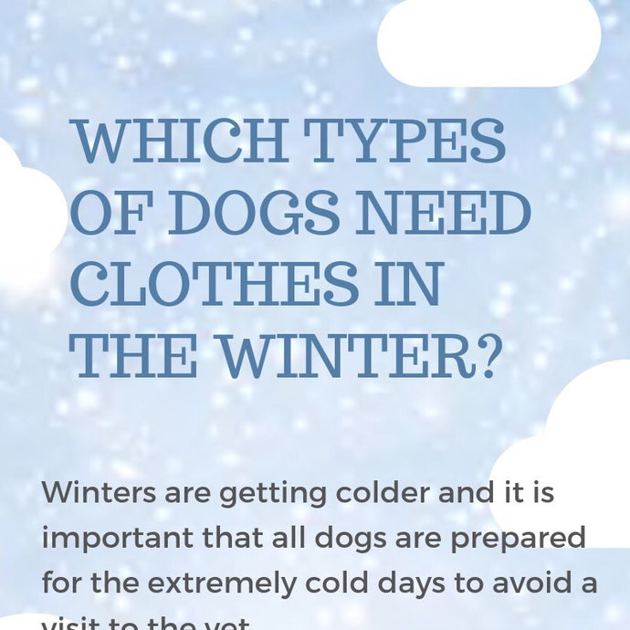 WHICH TYPES OF DOGS NEED CLOTHES IN THE WINTER?