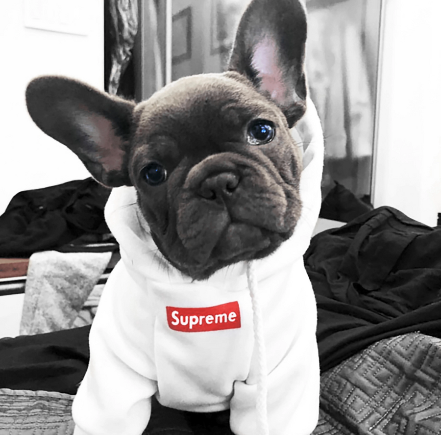#DOGGYDRIP