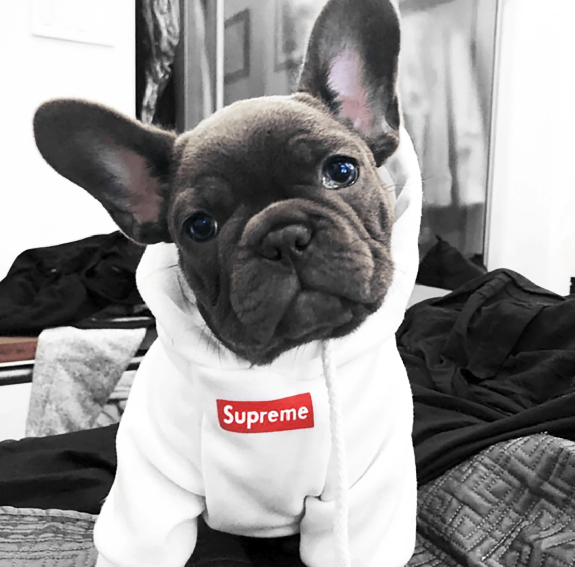 Supreme hoodie 2025 for french bulldog