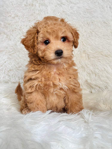 Will Male Toy Maltipoo