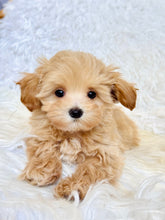 Charger l&#39;image dans la galerie, Tommy Male Toy Maltipoo
