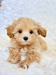 Tommy Male Toy Maltipoo