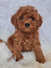 Load image into Gallery viewer, Maggie Female Mini Poodle