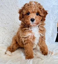 Load image into Gallery viewer, Jay Male Toy/Mini Maltipoo