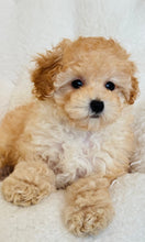 Charger l'image dans la galerie, Marcus Male Toy Poodle