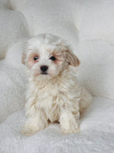 Load image into Gallery viewer, Benny Male Toy Maltipoo