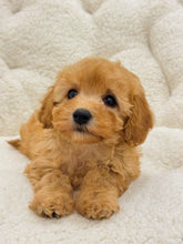 Charger l&#39;image dans la galerie, Belly Female Toy/Mini Poodle