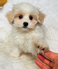 Load image into Gallery viewer, Maya Female Toy Maltipoo