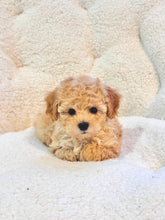 Charger l'image dans la galerie, Cheer Female Toy/Mini Poodle