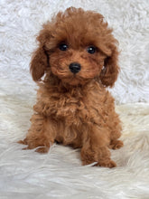 Load image into Gallery viewer, Hope Female Tiny Toy Poodle
