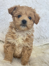 Charger l&#39;image dans la galerie, Tohoku Male Tiny Toy Maltipoo