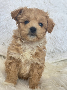 Tohoku Male Tiny Toy Maltipoo