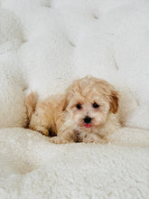Load image into Gallery viewer, Jellybean Male Toy Maltipoo