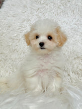 Load image into Gallery viewer, Bentley Male Toy Maltipoo
