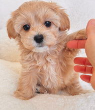 Load image into Gallery viewer, Kayla Female Toy Maltipoo