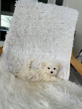 Load image into Gallery viewer, Keiko Female Toy Maltese