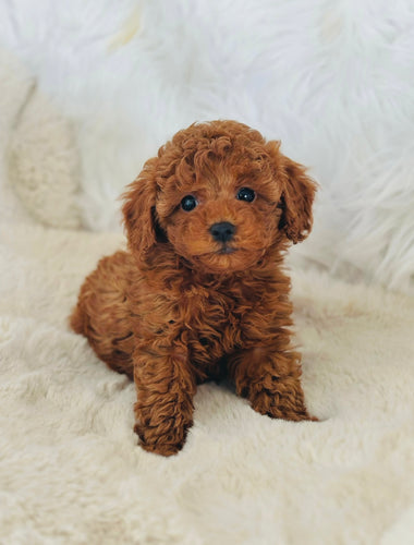 Charlie Male Mini Poodle