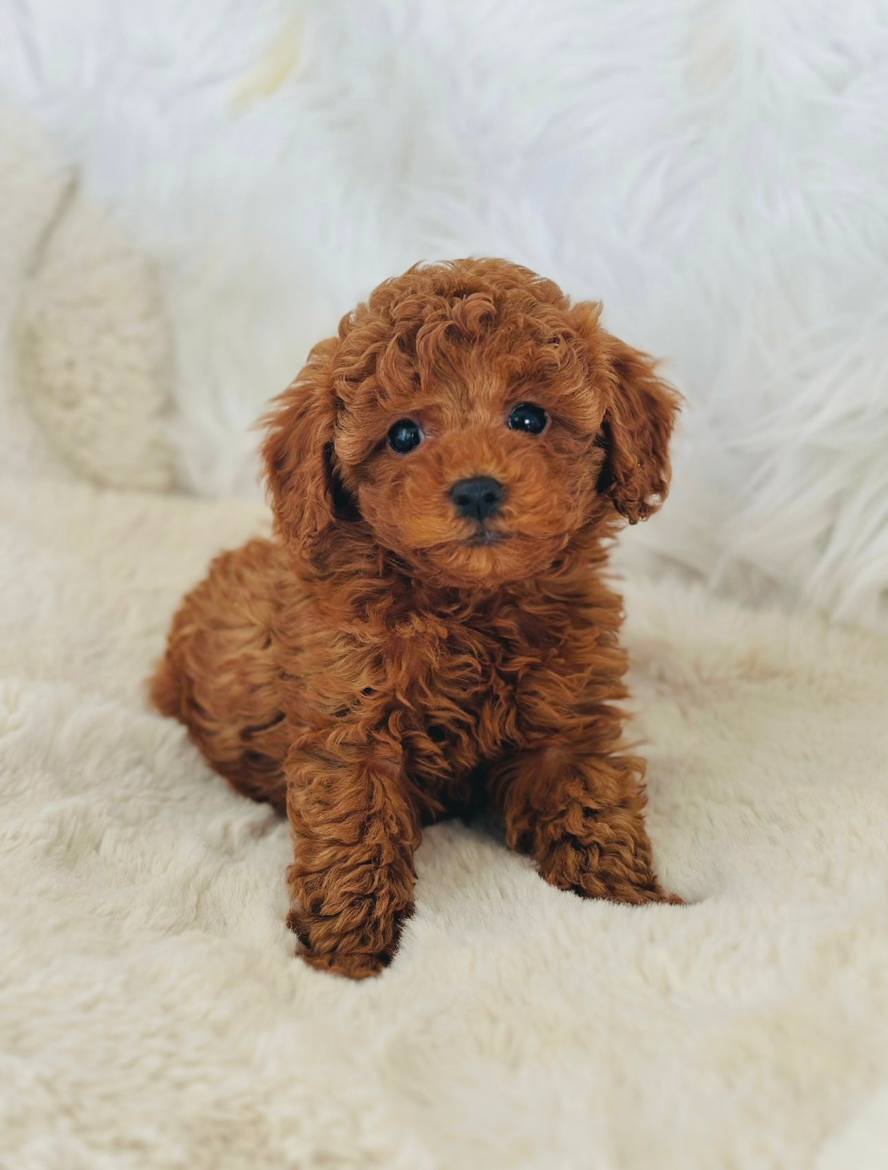 Charlie Male Mini Poodle