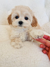 Load image into Gallery viewer, Mia Female Toy Maltipoo