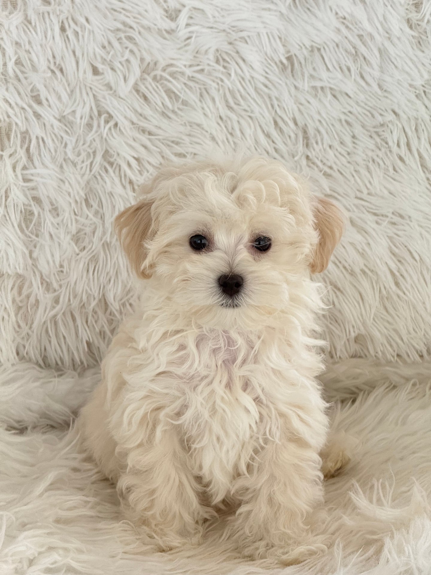 Maggie Female Toy Maltipoo