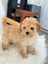 Cargar imagen en el visor de la galería, Layla Female Toy Poodle (Discounted)