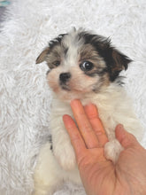 Load image into Gallery viewer, Keke Female Toy Morkie