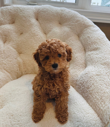 Ralphie Male Mini Poodle