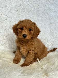 Oliver Male Mini Poodle