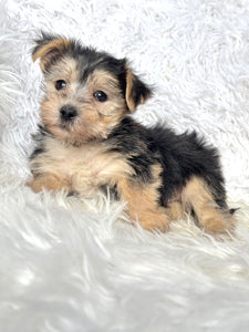 Boris Male Toy Morkie