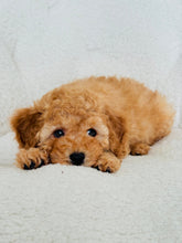 Load image into Gallery viewer, Jasper Male Toy/Mini Poodle