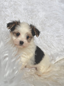 Boomer Male Toy Morkie