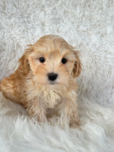 Load image into Gallery viewer, Nagano Male Toy Maltipoo