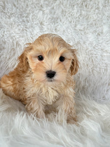 Nagano Male Toy Maltipoo