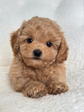 Load image into Gallery viewer, Leon Male Toy/Mini Poodle