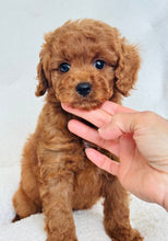 Cargar imagen en el visor de la galería, Jeffrey Male Toy/Mini Poodle