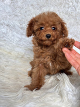 Load image into Gallery viewer, Faith Female Tiny Toy Poodle