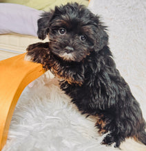 Load image into Gallery viewer, Lizzie Female Toy Morkie