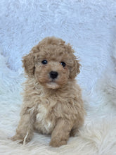 Load image into Gallery viewer, Pluto Male Toy Poodle