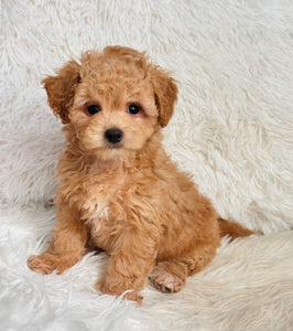 Will Male Toy Maltipoo